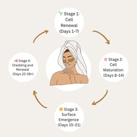 Understanding the Skin Cycle: How to Care for Your Skin at Every Stage