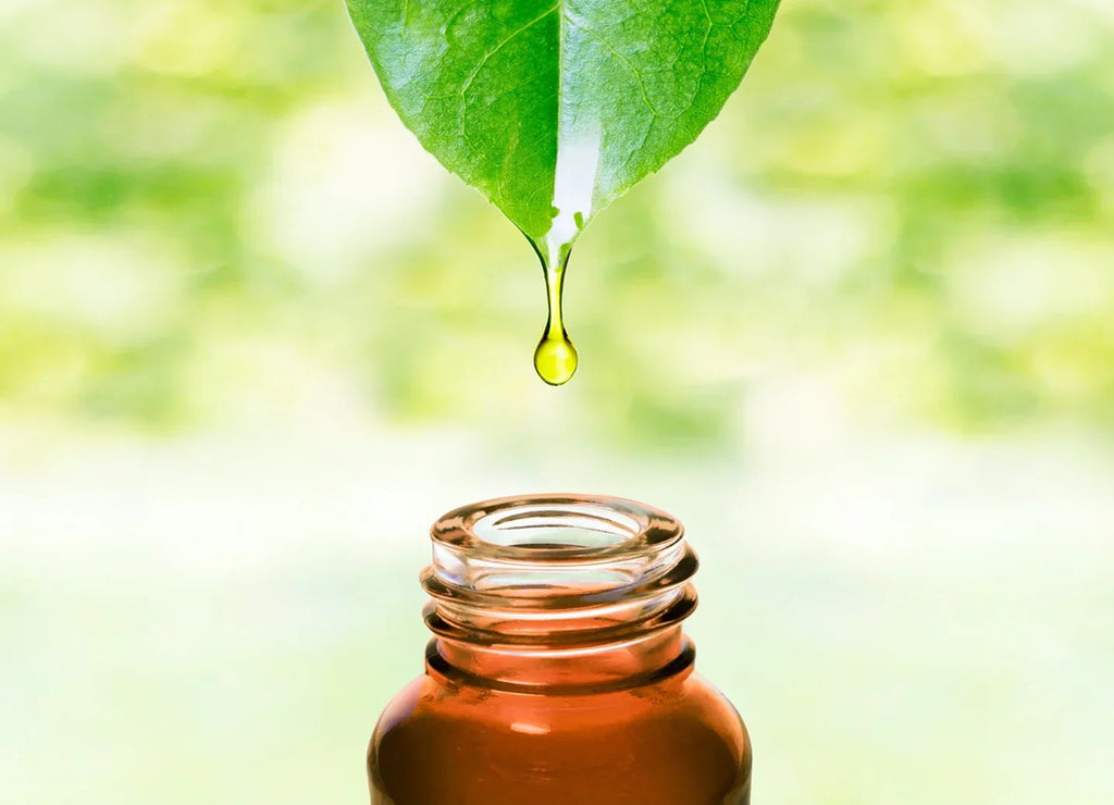 The Beauty of Plant-Based Products: Why Going Green Is Good for Your Skin and the Planet